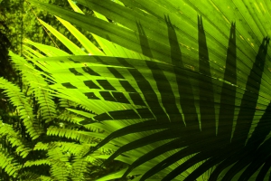 tropical-header