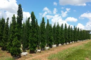coniferas-01