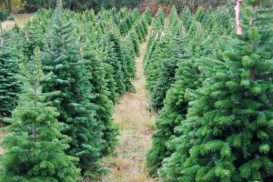 coniferas3
