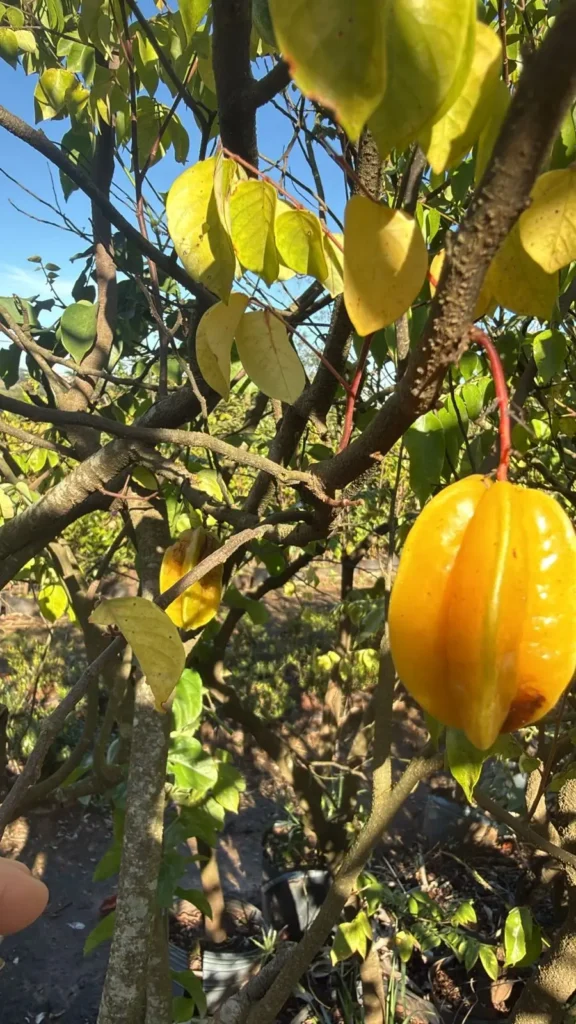 Carambola
